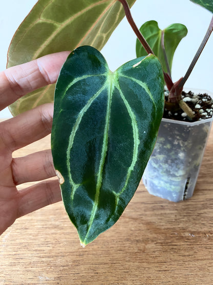 Anthurium Carlablackiae RA5xRA10 S1 | 7 cm pot