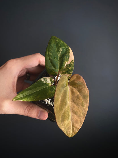 Anthurium Papillilaminum var X (Darkest Panama x X-one) | 7 cm pot [super-select]