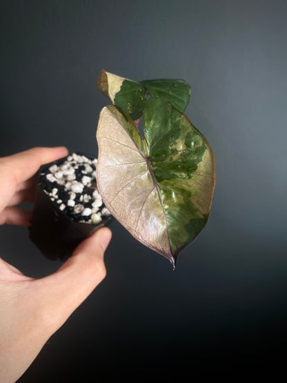 Alocasia Yucatan Princess variegated | 5 cm pot [C]