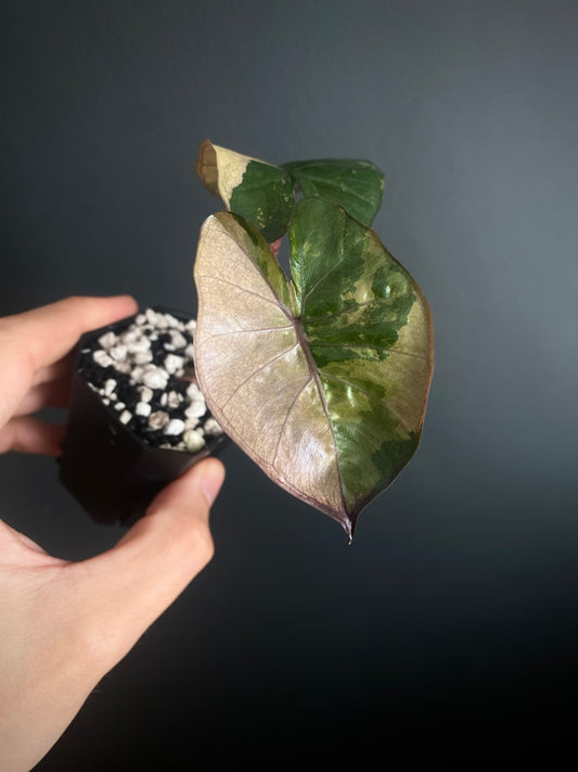 Alocasia Yucatan Princess variegated | 5 cm pot [C]