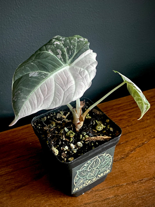 Alocasia Black Velvet Pink variegata | 7 cm pot (C)