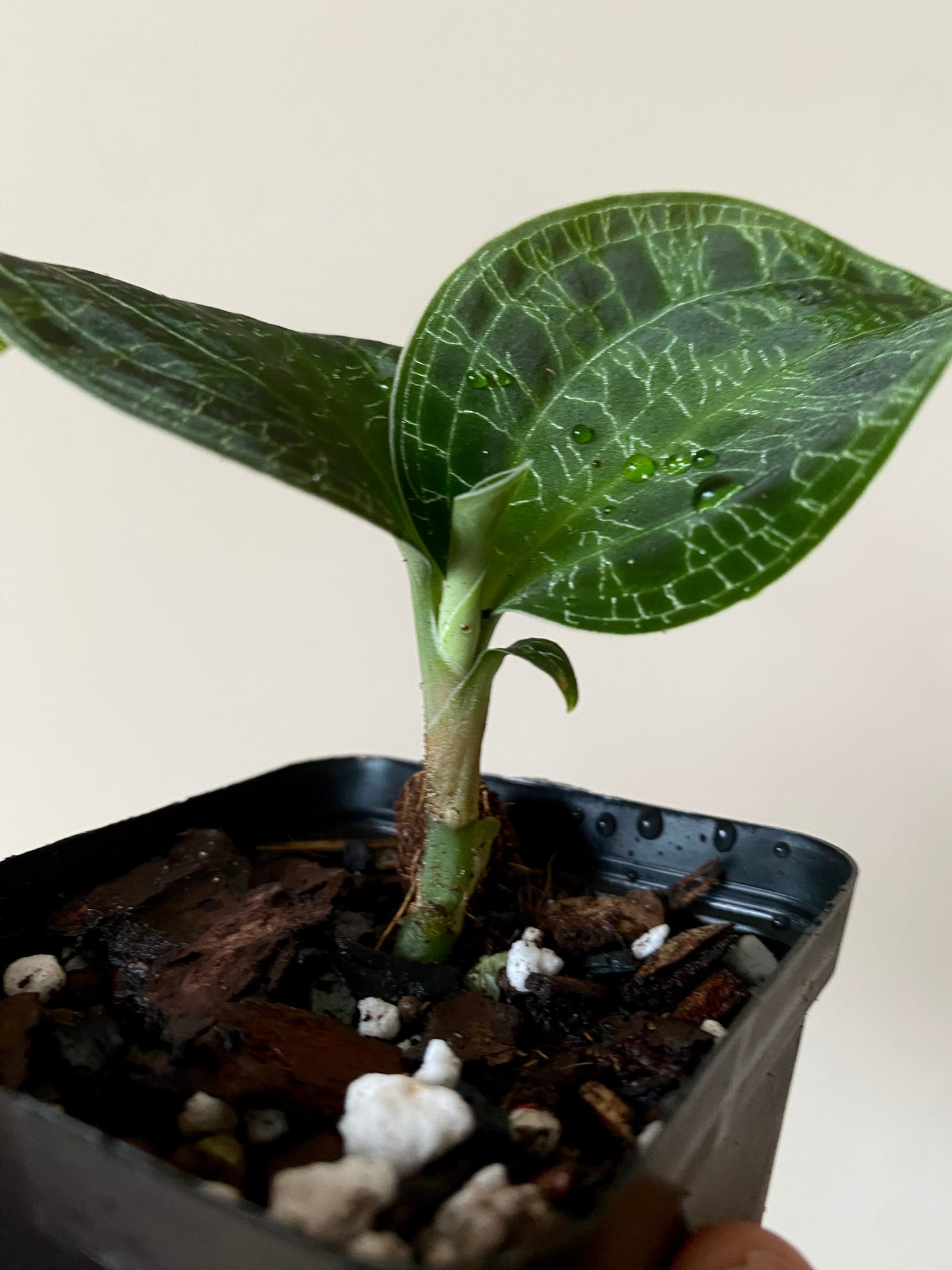 Macodes Petola [dark/wild form] - Jewel Orchid | 7 cm pot
