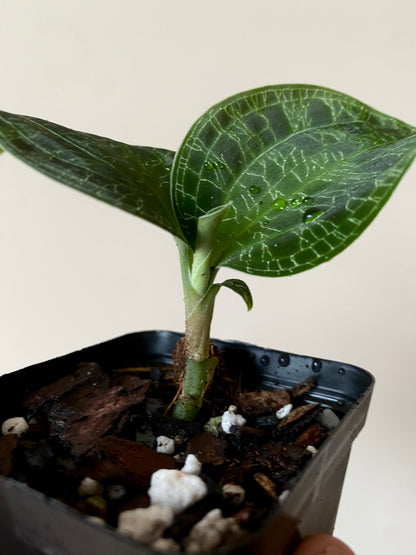 Macodes Petola [dark/wild form] - Jewel Orchid | 7 cm pot