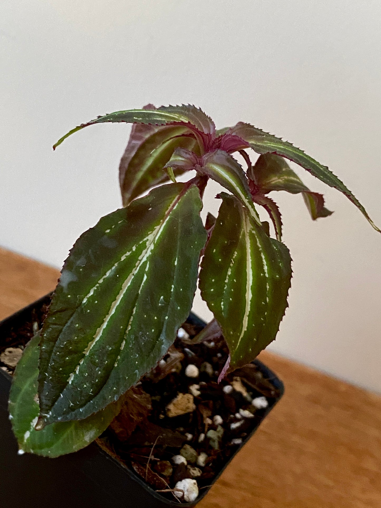 Sonerila sp. Borneoensis  | 6 cm pot [B]