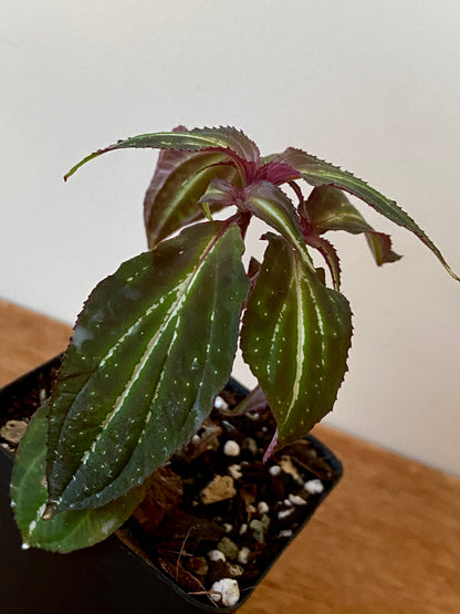 Sonerila sp. Borneoensis  | 6 cm pot [B]