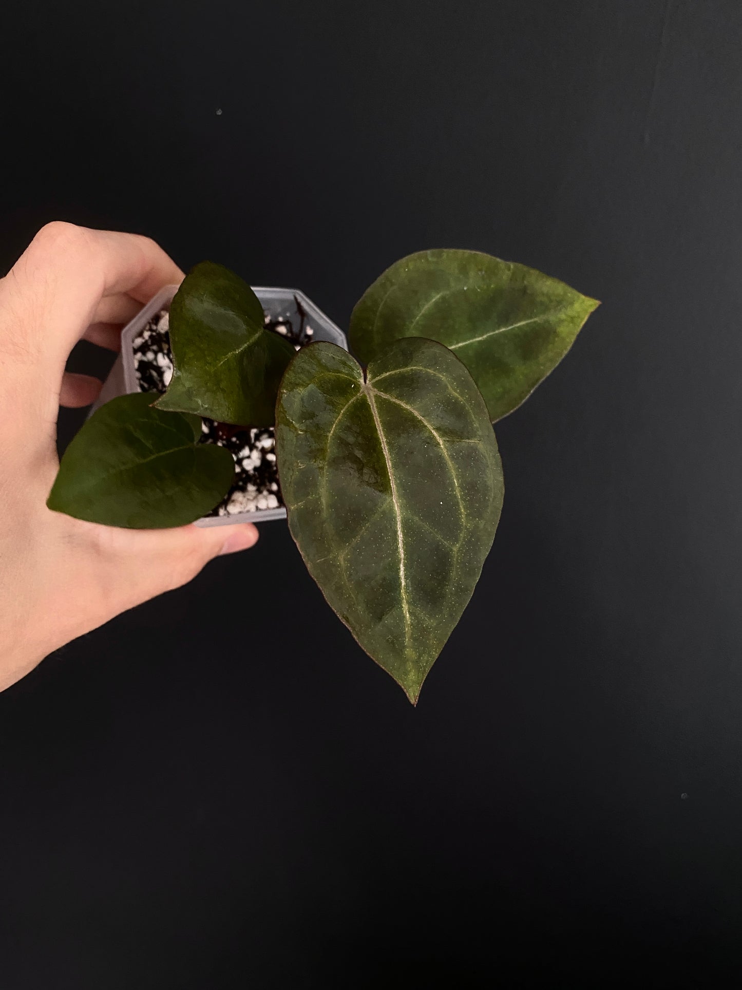 Anthurium Black Widow x Michelle S1 | 7 cm pot [B]