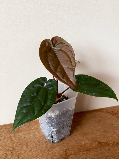 Anthurium DB Red Crystallinum X Luxurians | 9 cm pot