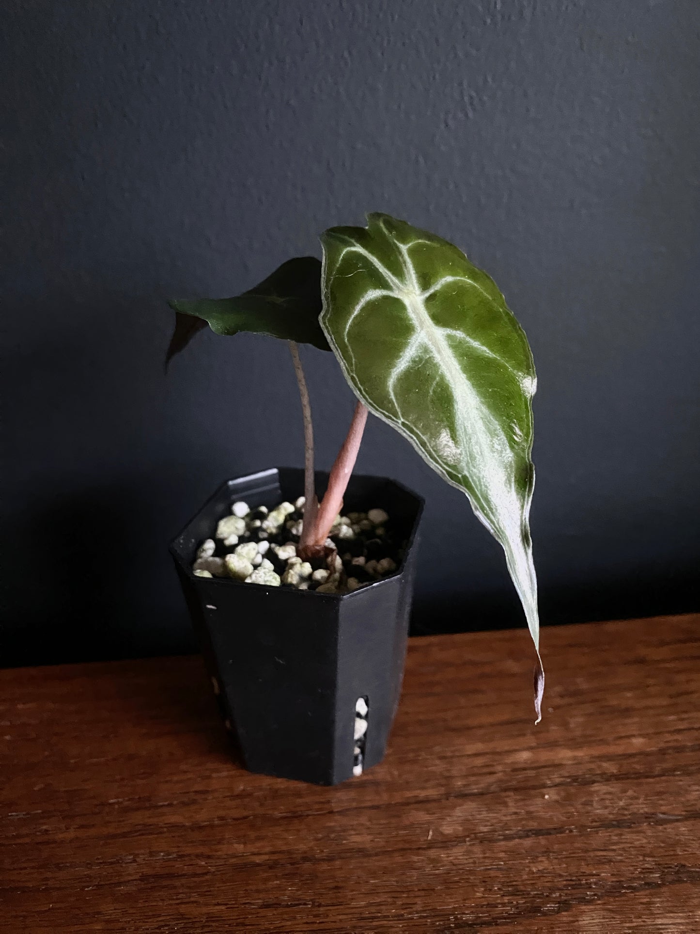 Alocasia Venom | 5 cm pot