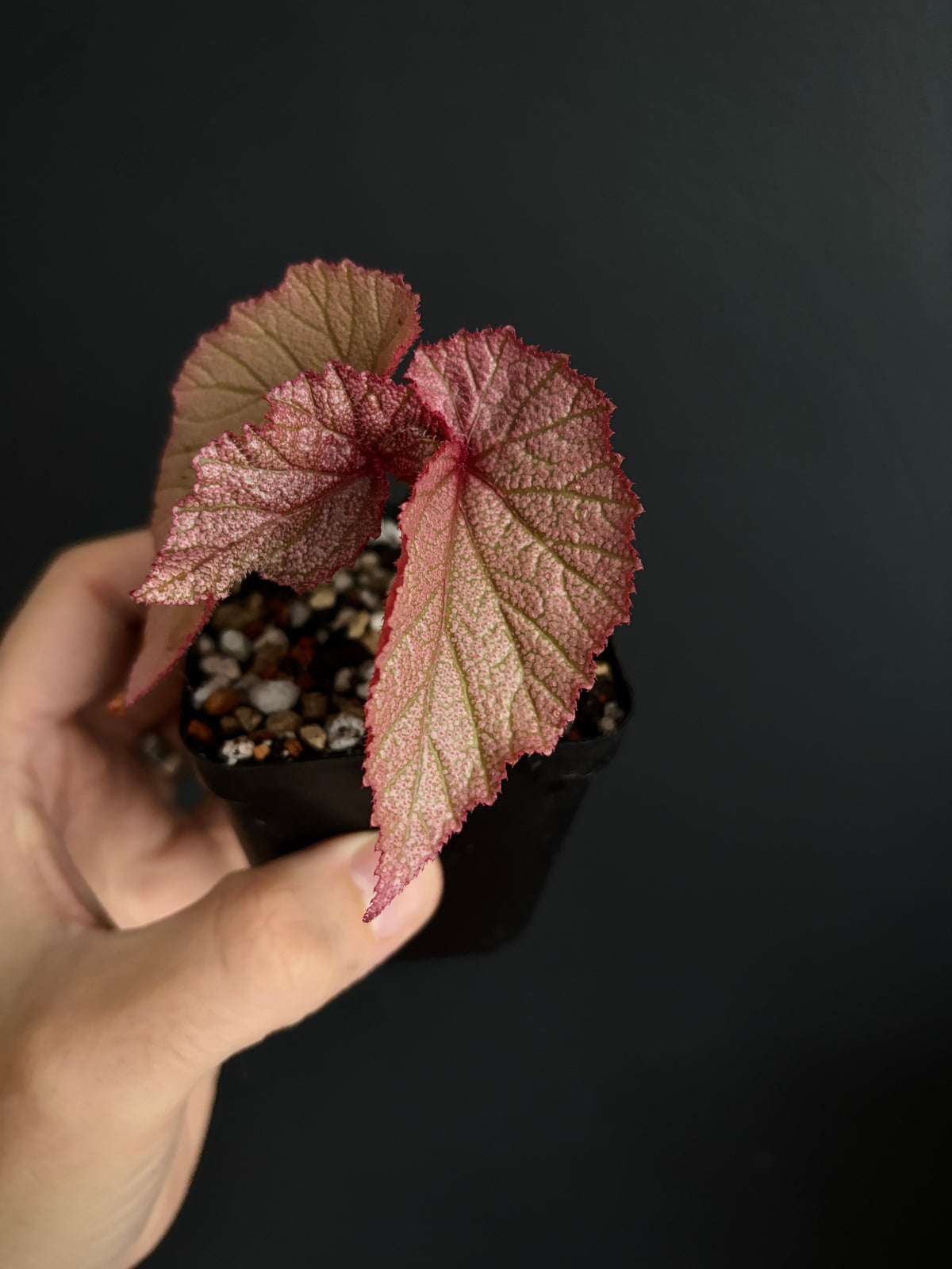 Begonia Sinbad | 6 cm pot [B]