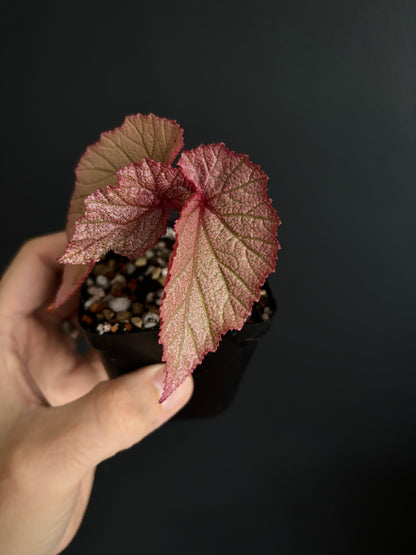 Begonia Sinbad | 6 cm pot [B]