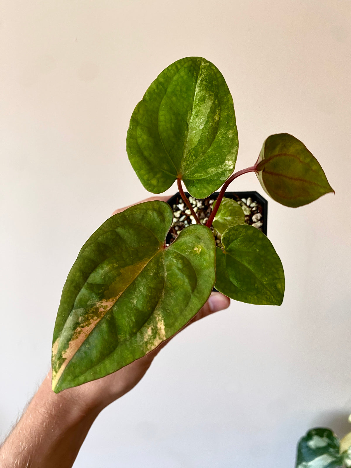 Anthurium Papillilaminum var X Guna Yala (S1) | 7 cm pot