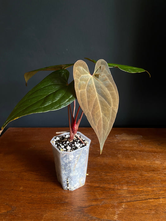 Anthurium Pap var X RVDP mint variegated | 7 cm pot