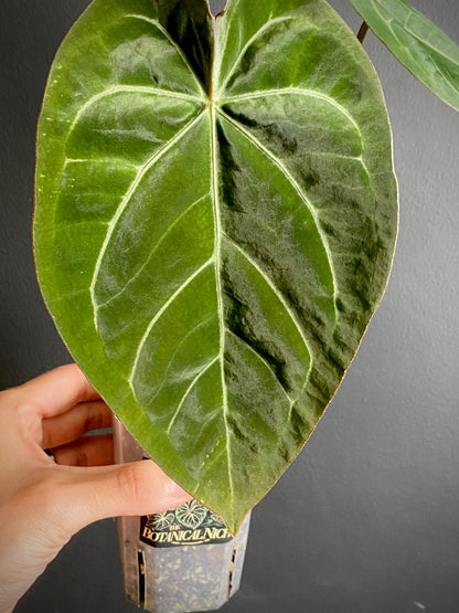 Anthurium Magnificum X Forgetii | 7 cm pot