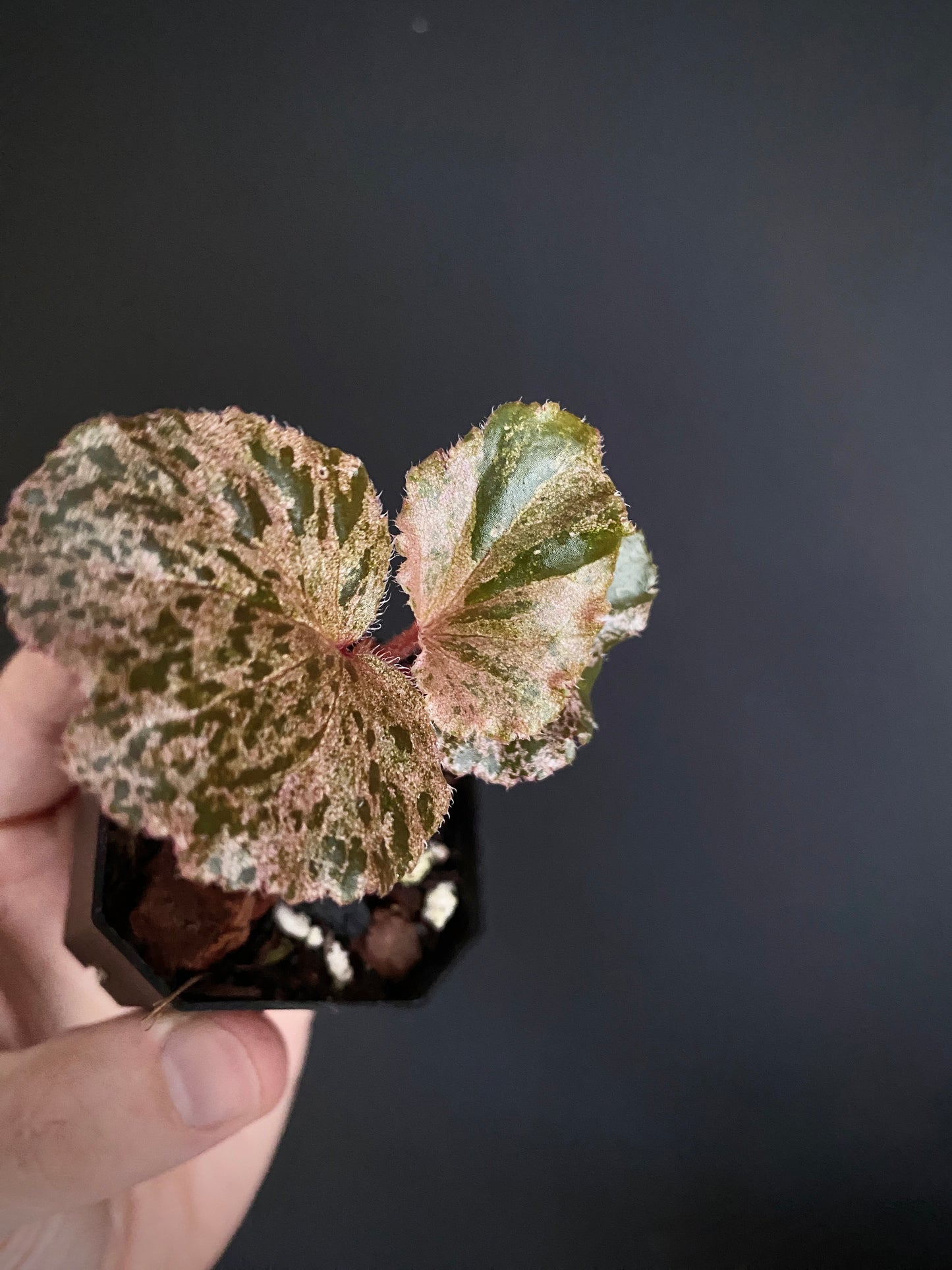 Begonia Cucullata Pink variegated | 5 cm pot