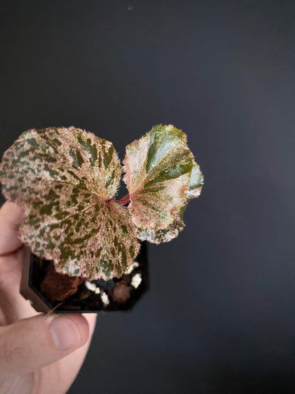 Begonia Cucullata Pink variegated | 5 cm pot