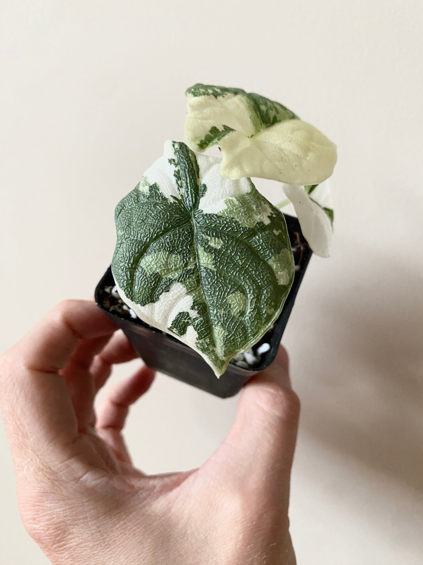 Alocasia Melo Albo variegata | 6 cm pot