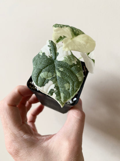 Alocasia Melo Albo variegata | 6 cm pot