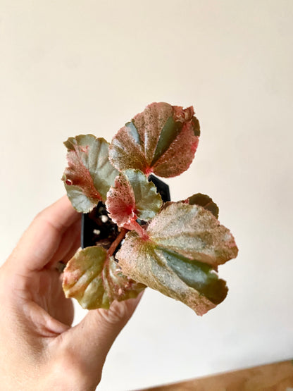 Begonia Cucullata Pink variegated | 5 cm pot [B]