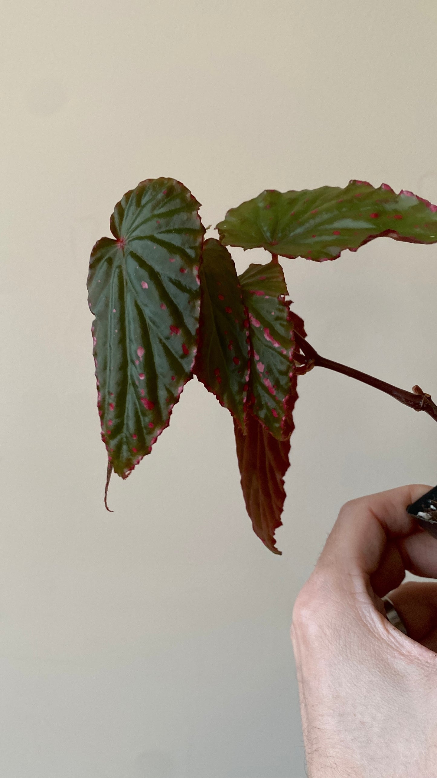 Begonia Negrosensis X Nothobaramensis | 6 cm pot [A]