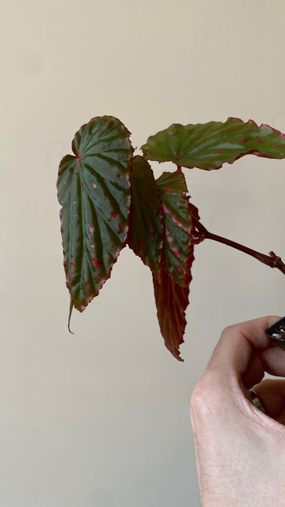 Begonia Negrosensis X Nothobaramensis | 6 cm pot [A]