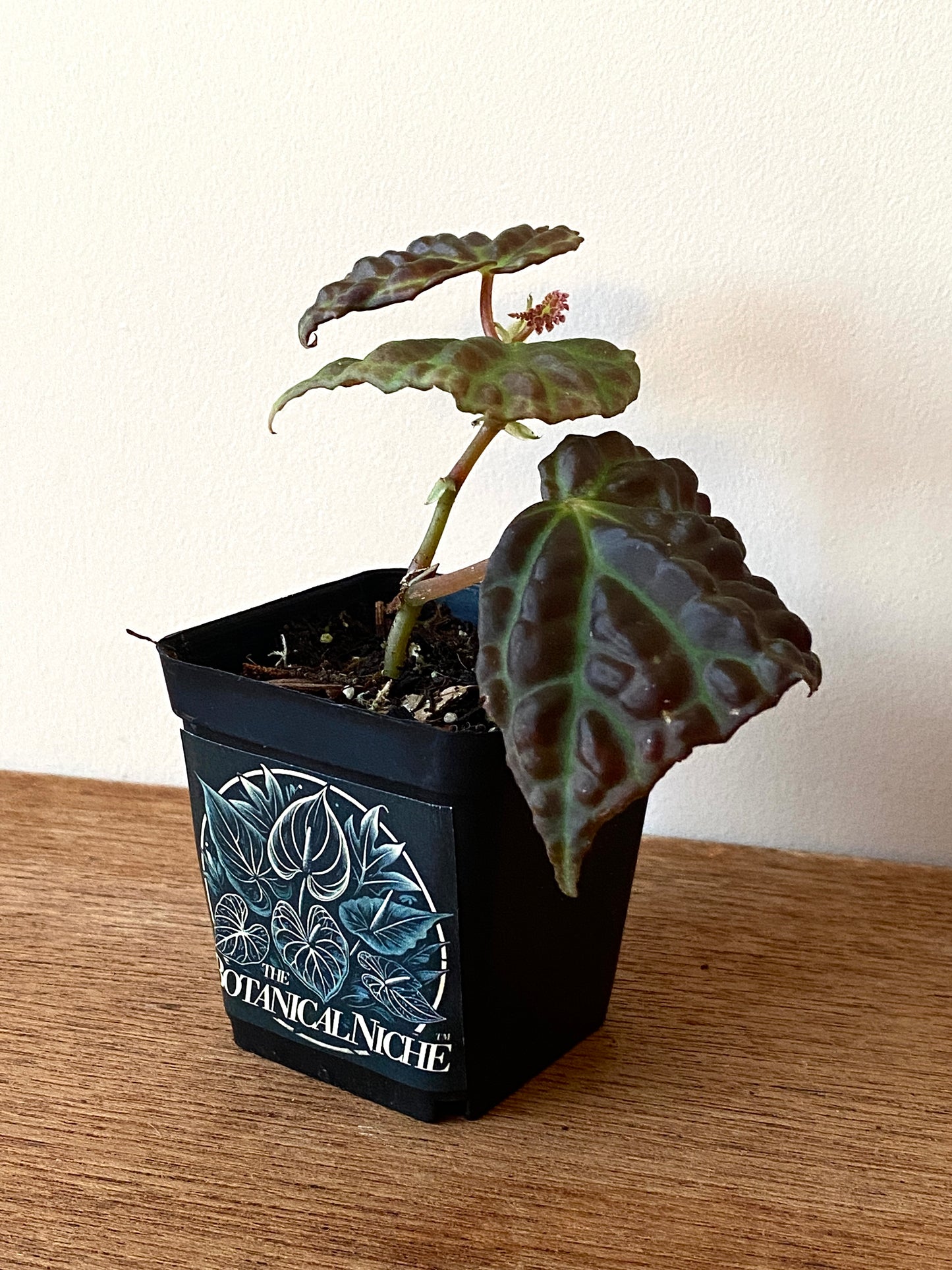 Begonia Dracopelta X Sarawak | 6 cm pot [B]