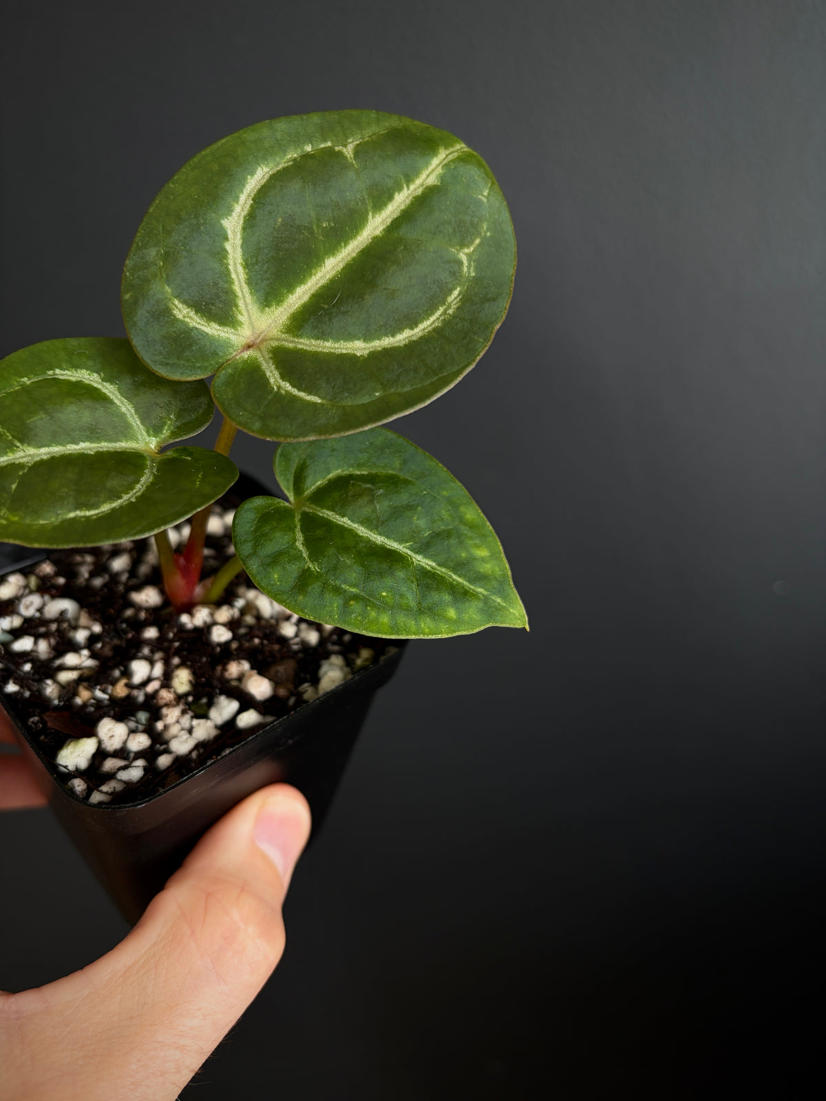 Anthurium Megatron X Black Venom (non-variegated) | 6 cm pot [A]