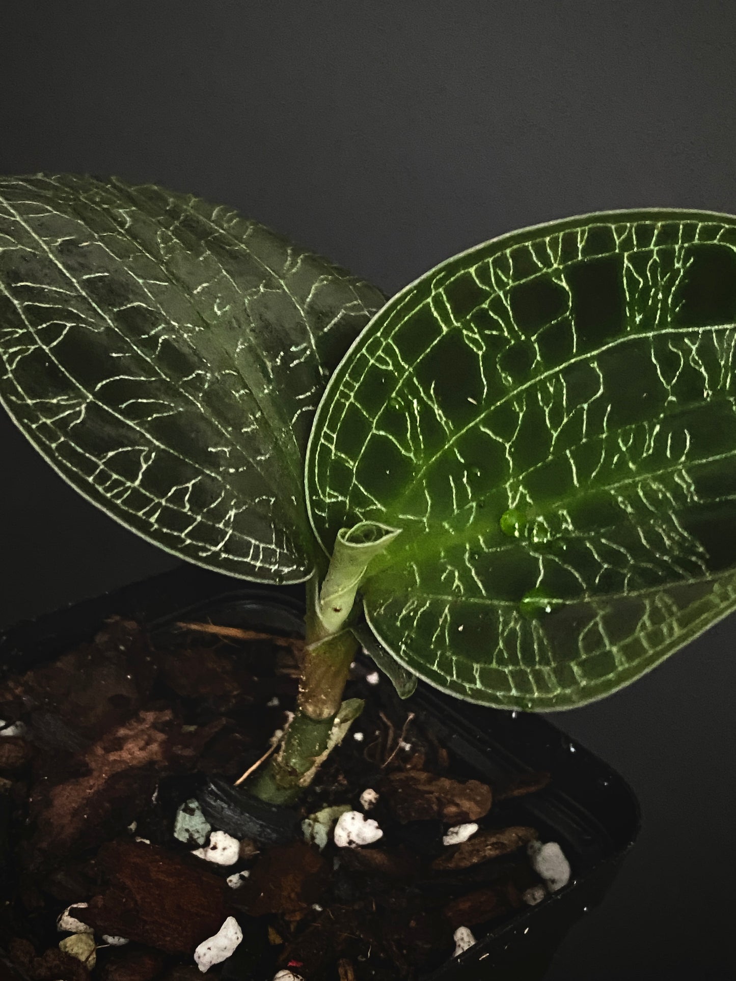Macodes Petola [dark/wild form] - Jewel Orchid | 7 cm pot