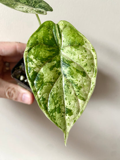 Alocasia Dragonscale Mint variegata | 6 cm pot [A]