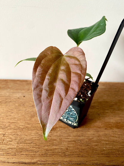 Anthurium Fort Sherman X Luxurians | 6 cm pot