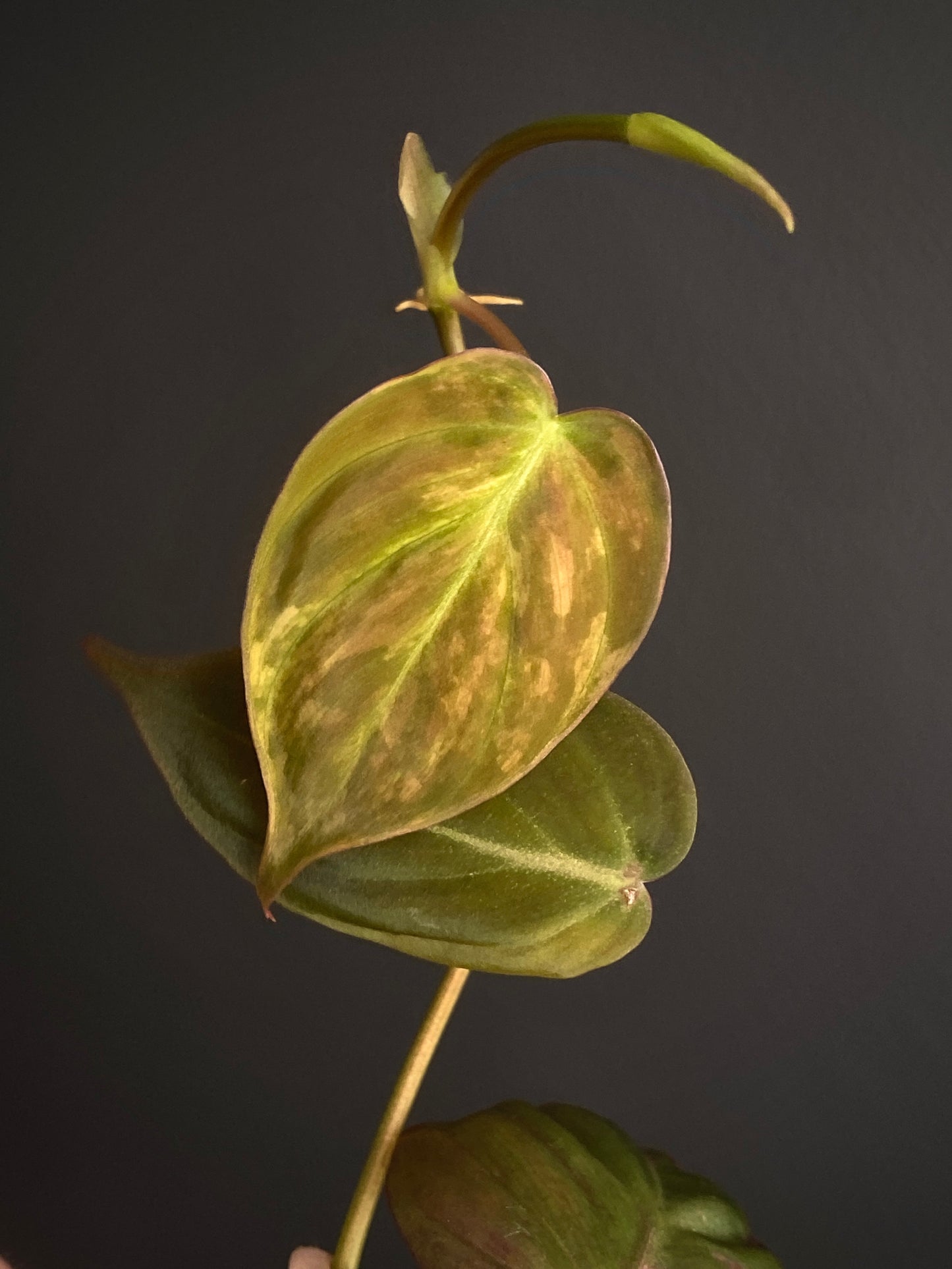 Philodendron Micans variegata | 7 cm pot [A]