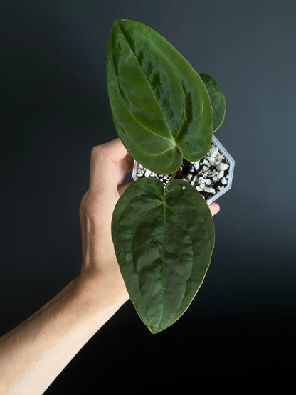Anthurium Papillilaminum Legend x self | 7 cm pot [B]