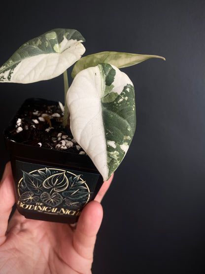 Alocasia Maharani albo variegated | 7 cm pot