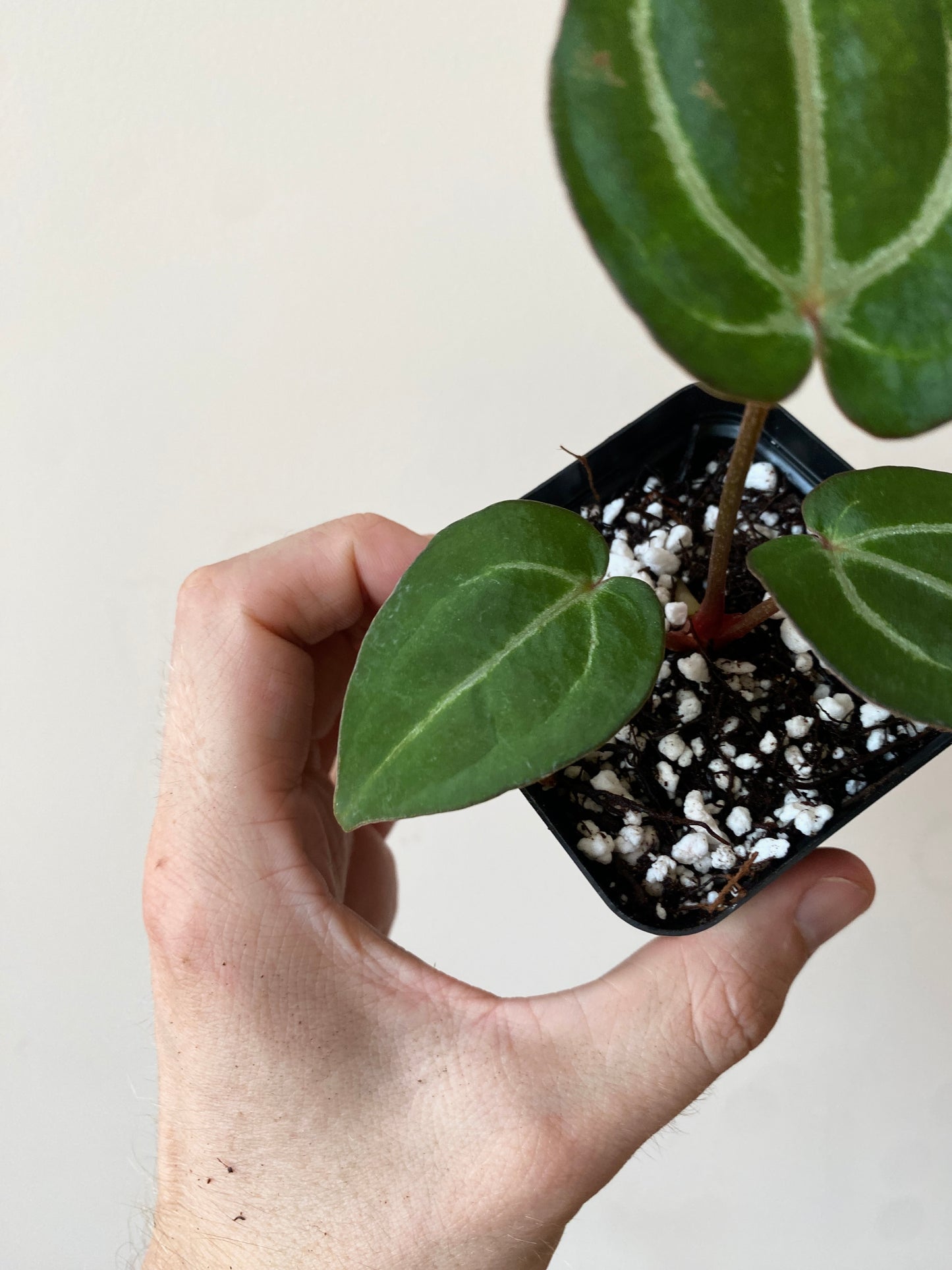 Anthurium Carlablackiae AU2 X Michelle x Zara | 7 cm pot