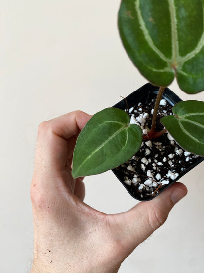 Anthurium Carlablackiae AU2 X Michelle x Zara | 7 cm pot