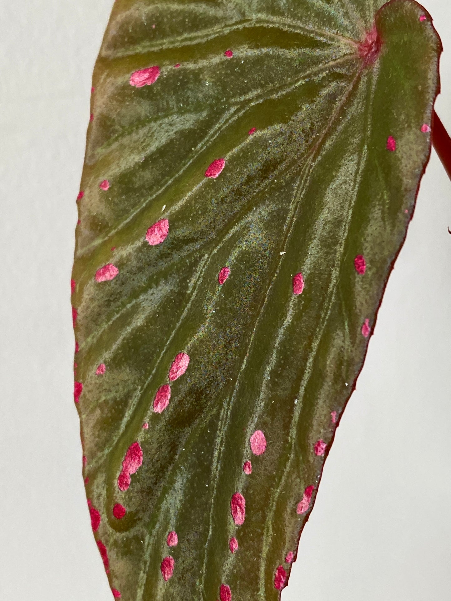 Begonia Negrosensis X Nothobaramensis | 6 cm pot [B]