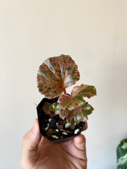 Begonia Cucullata Pink variegated | 5 cm pot