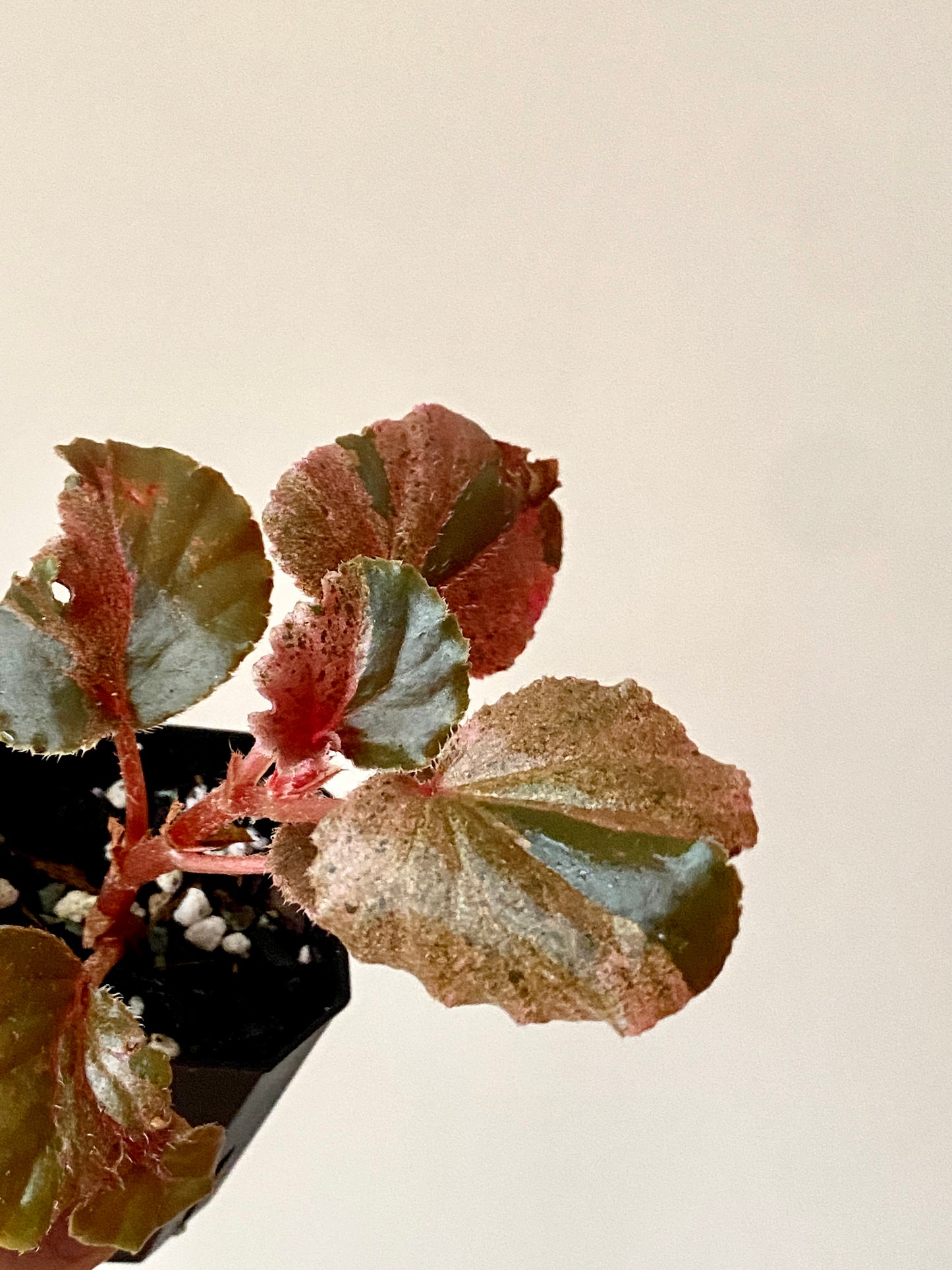 Begonia Cucullata Pink variegated | 5 cm pot [B]