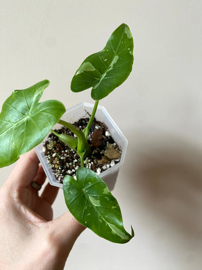 Alocasia Okinawa Silver variegated | 7 cm pot