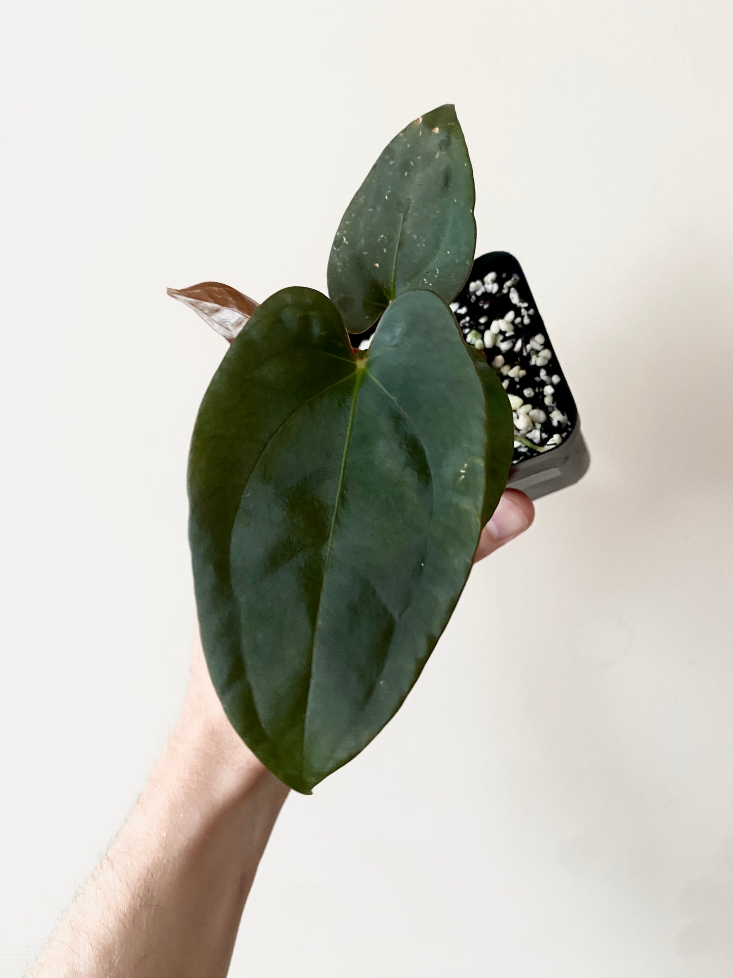 Anthurium Velvet Moira (Papillilaminum x Subsignatum) X Portillae | 7 cm pot