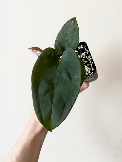 Anthurium Velvet Moira (Papillilaminum x Subsignatum) X Portillae | 7 cm pot