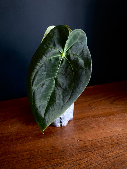 Anthurium Papillaminum X Forgetii dark form | 7 cm pot