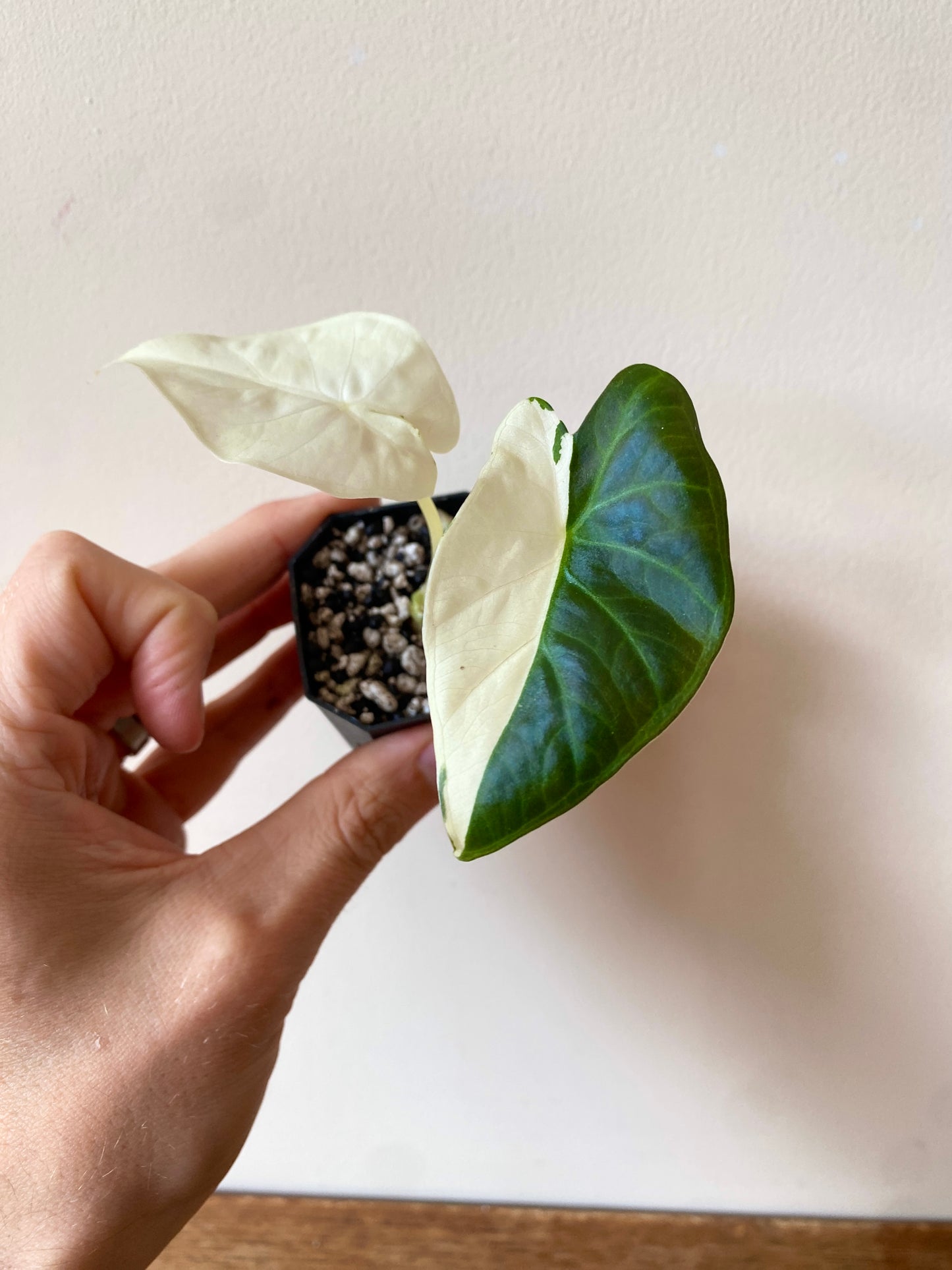 Alocasia Regal Sheilds albo variegated | 5 cm pot [A]