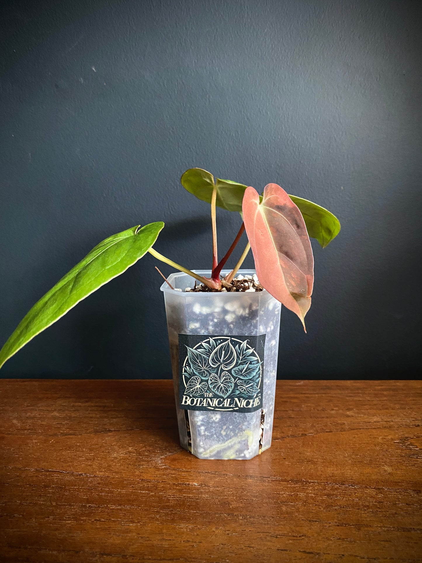 Anthurium Goliath (x self) variegated | 7 cm pot