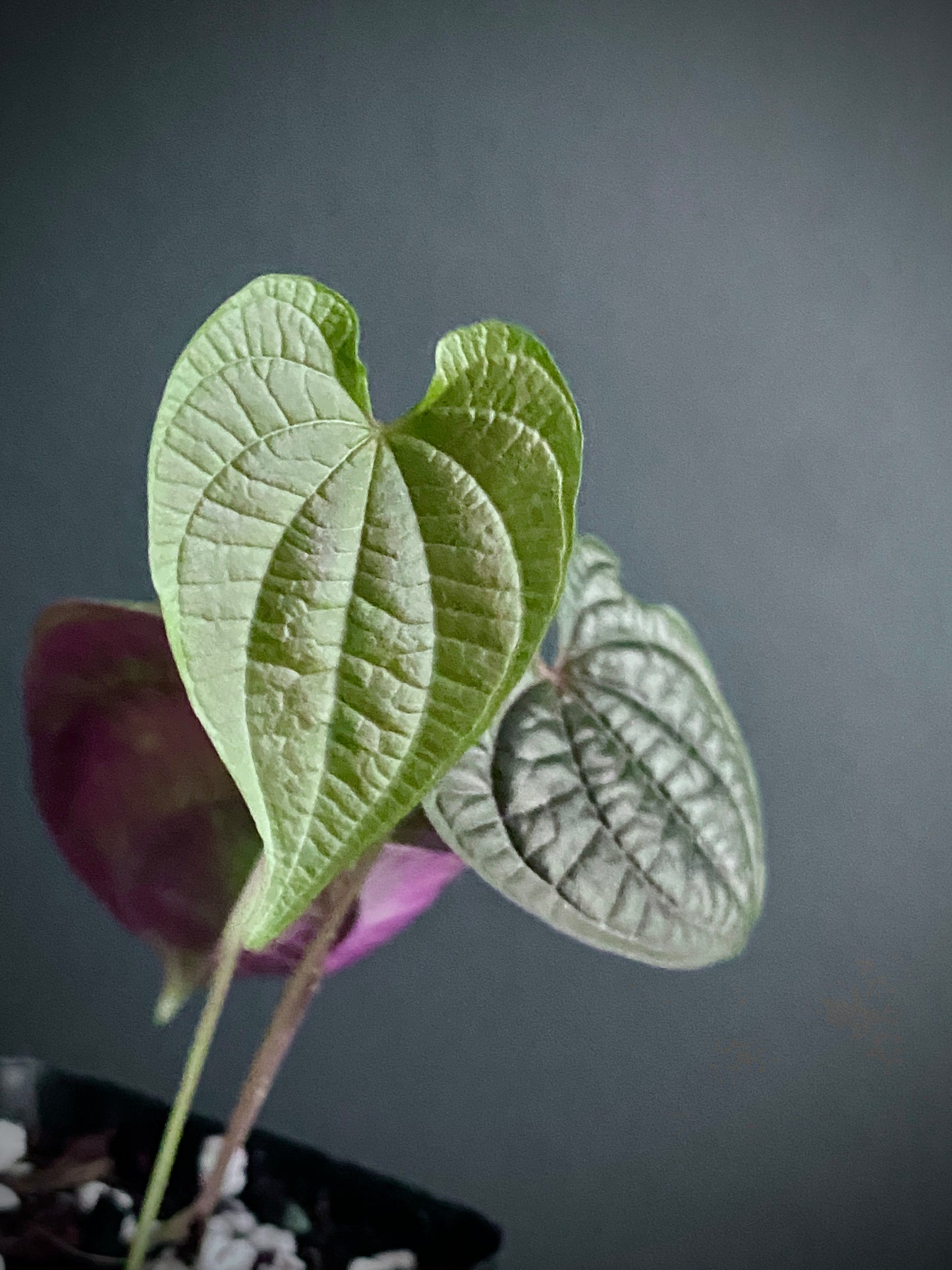 Dioscoria Discolor | 7 cm pot