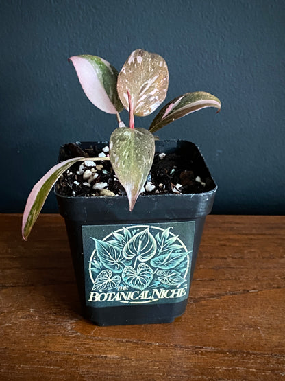 Philodendron Pink Princess | 7 cm pot