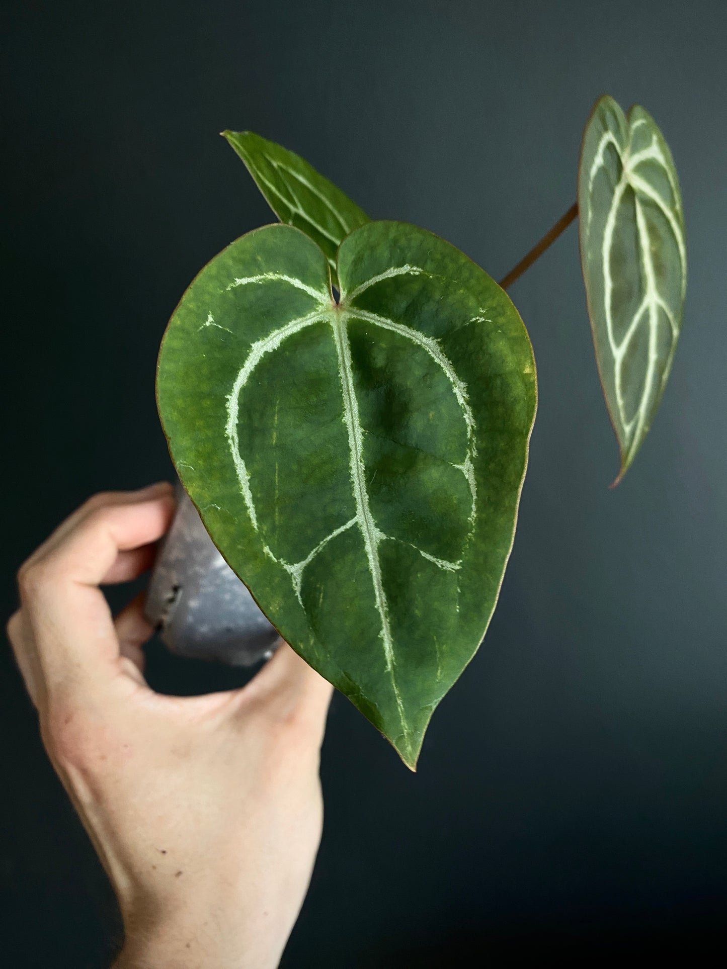 Anthurium Minahasa X (Michelle x Zara x AOS) | 7 cm pot