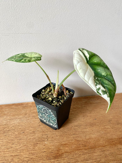 Alocasia Dragonscale Albo variegata | 6 cm pot [B]
