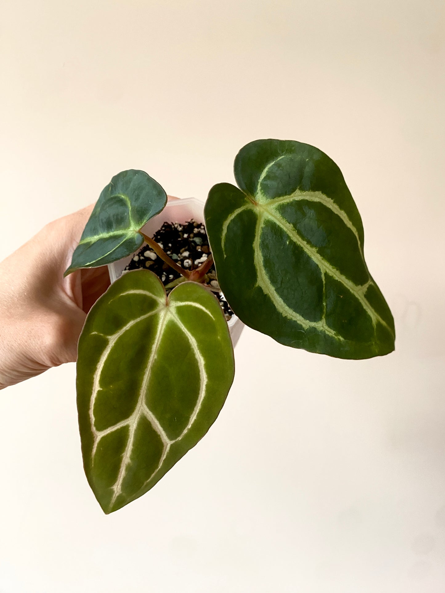 Anthurium Carlablackiae | 7 cm pot