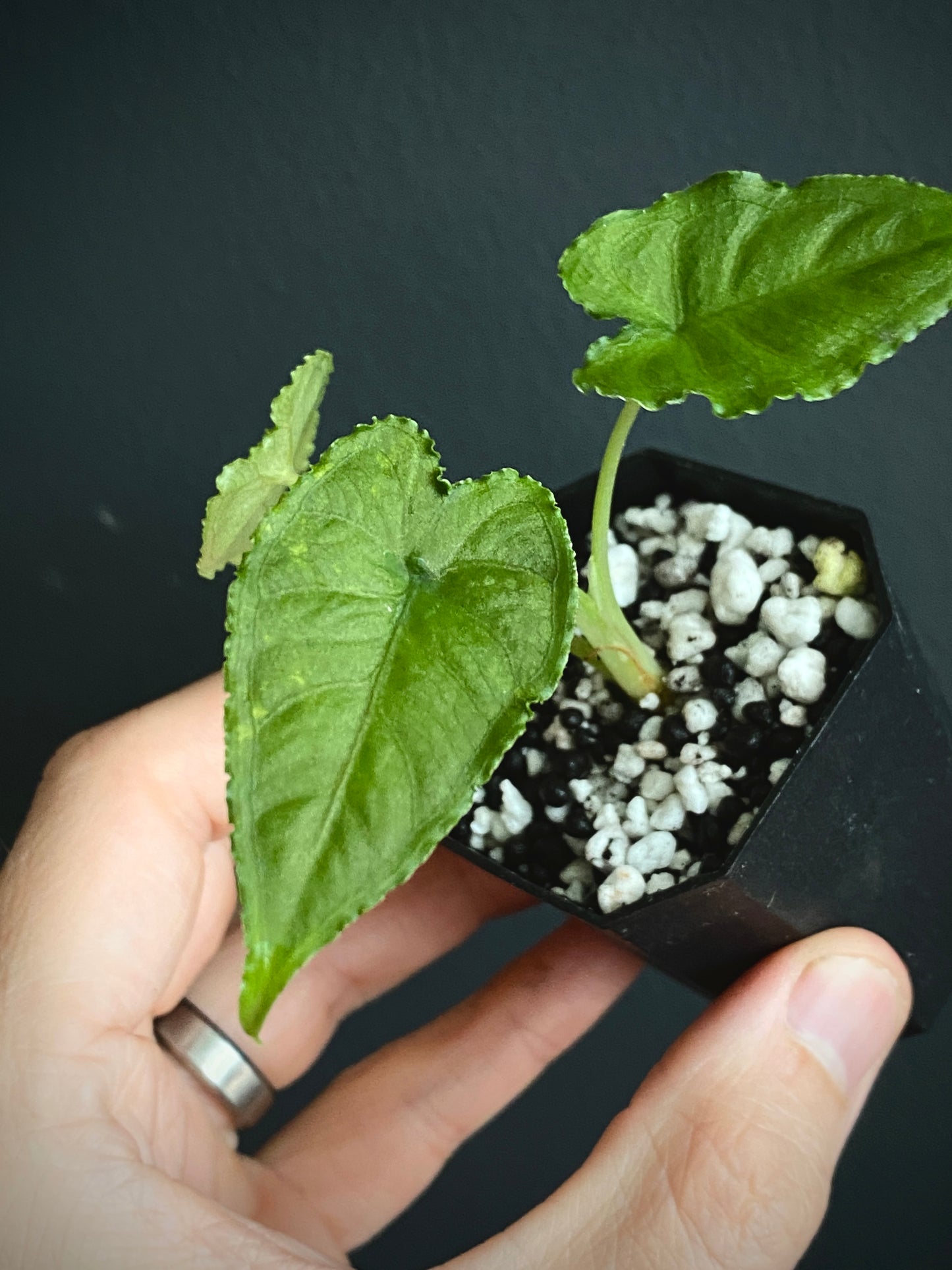 Alocasia Olanii | 5 cm pot [B]