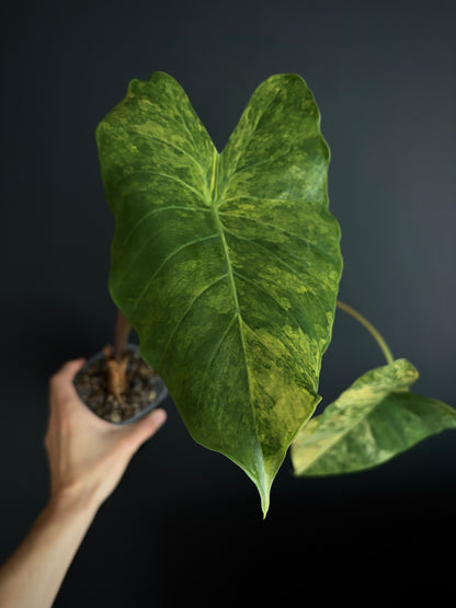 Alocasia Calidora aurea X Infernalis variegated hybrid (Mature) | 9 cm pot